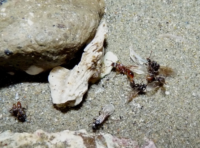 Anche le formiche, nel loro piccolo..(Sciamatura di Myrmica)